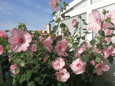 Kasper Vendégház Kőszeg